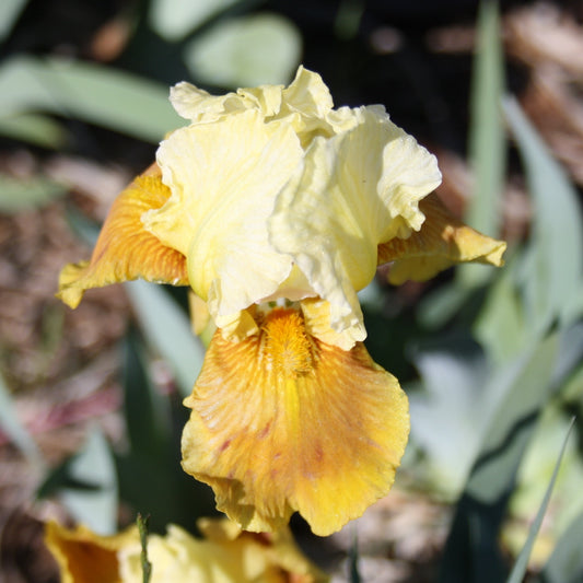 Honey Glazed - Intermediate Bearded Iris
