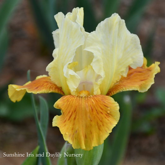 Honey Glazed - Intermediate Bearded Iris