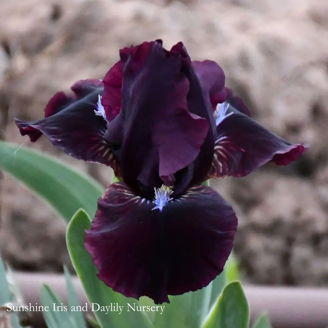 Hussy - Dwarf Bearded Iris Sunshine Iris Nursery