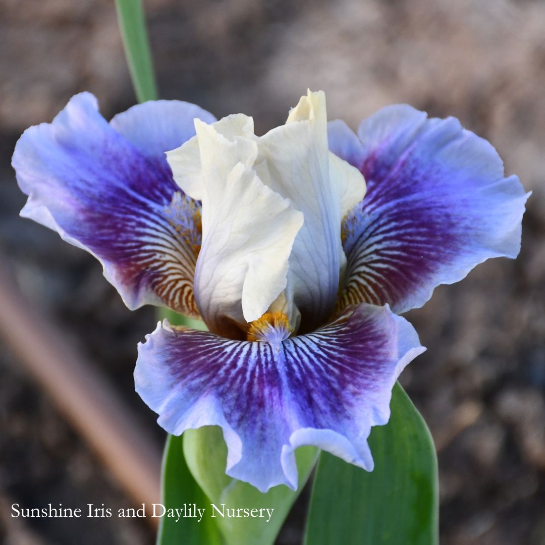 Hypnotic Vibe - Intermediate Bearded Iris Sunshine Iris Nursery