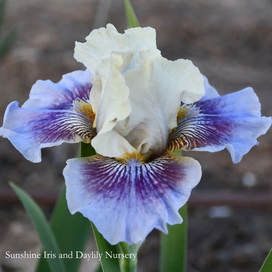 Hypnotic Vibe - Intermediate Bearded Iris Sunshine Iris Nursery
