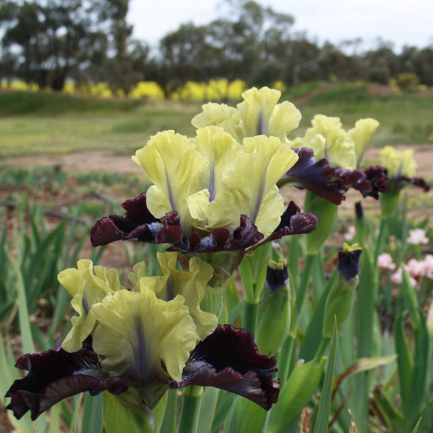 I'm Wicked - Intermediate Bearded Iris