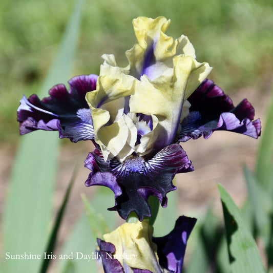 I'm Wicked - Intermediate Bearded Iris Sunshine Iris Nursery