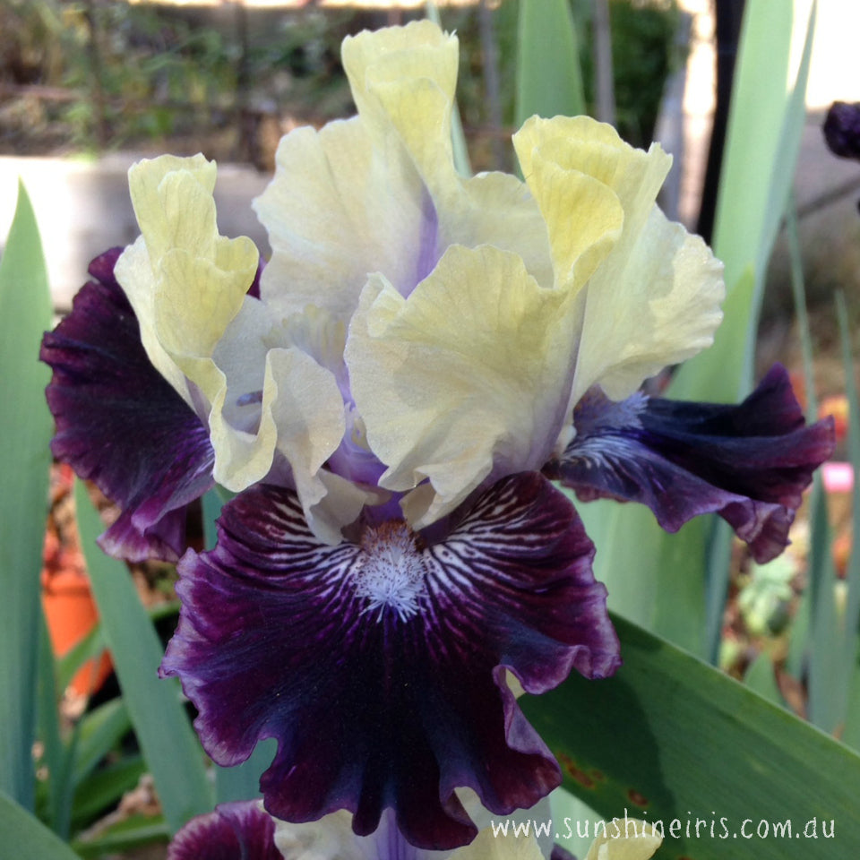 I'm Wicked - Intermediate Bearded Iris