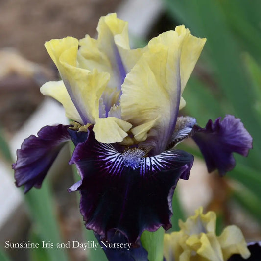 I'm Wicked - Intermediate Bearded Iris Sunshine Iris Nursery