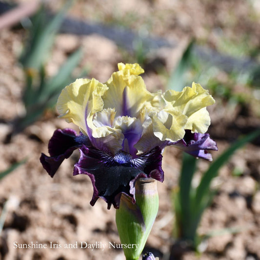 I'm Wicked - Median Bearded Iris