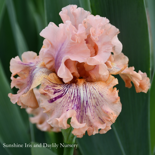 I'm Not Stable - Tall Bearded Iris