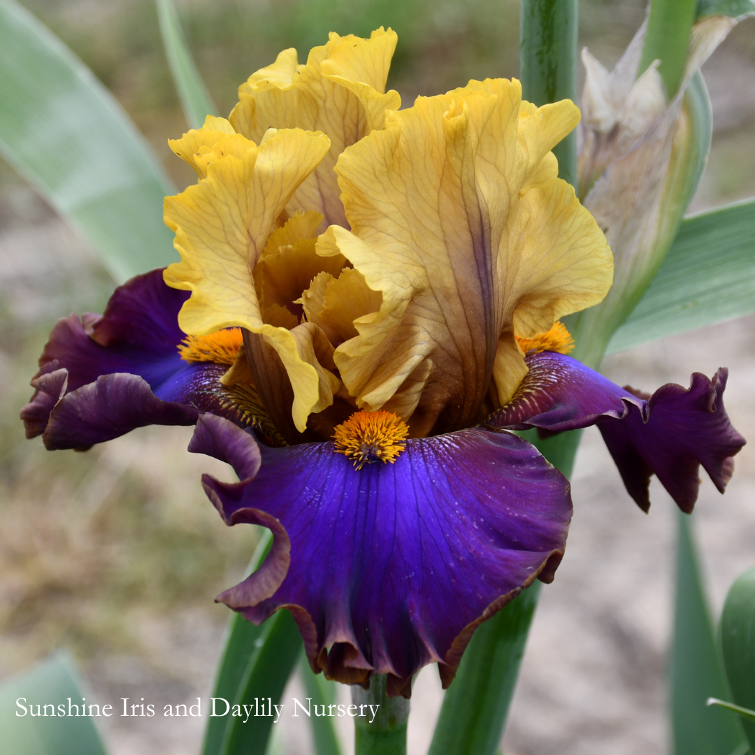 Jazz Club - Tall Bearded Iris
