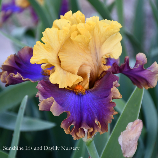 Jazz Club - Tall Bearded Iris