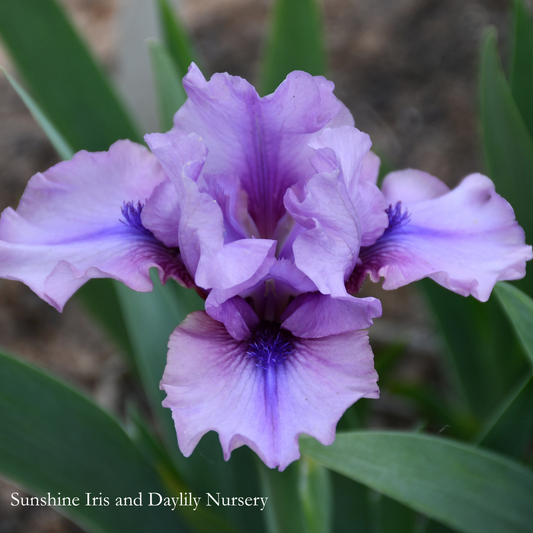 Jo Bangles - Intermediate Bearded Iris