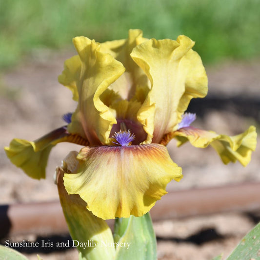 Jollience - Dwarf Bearded Iris Sunshine Iris Nursery