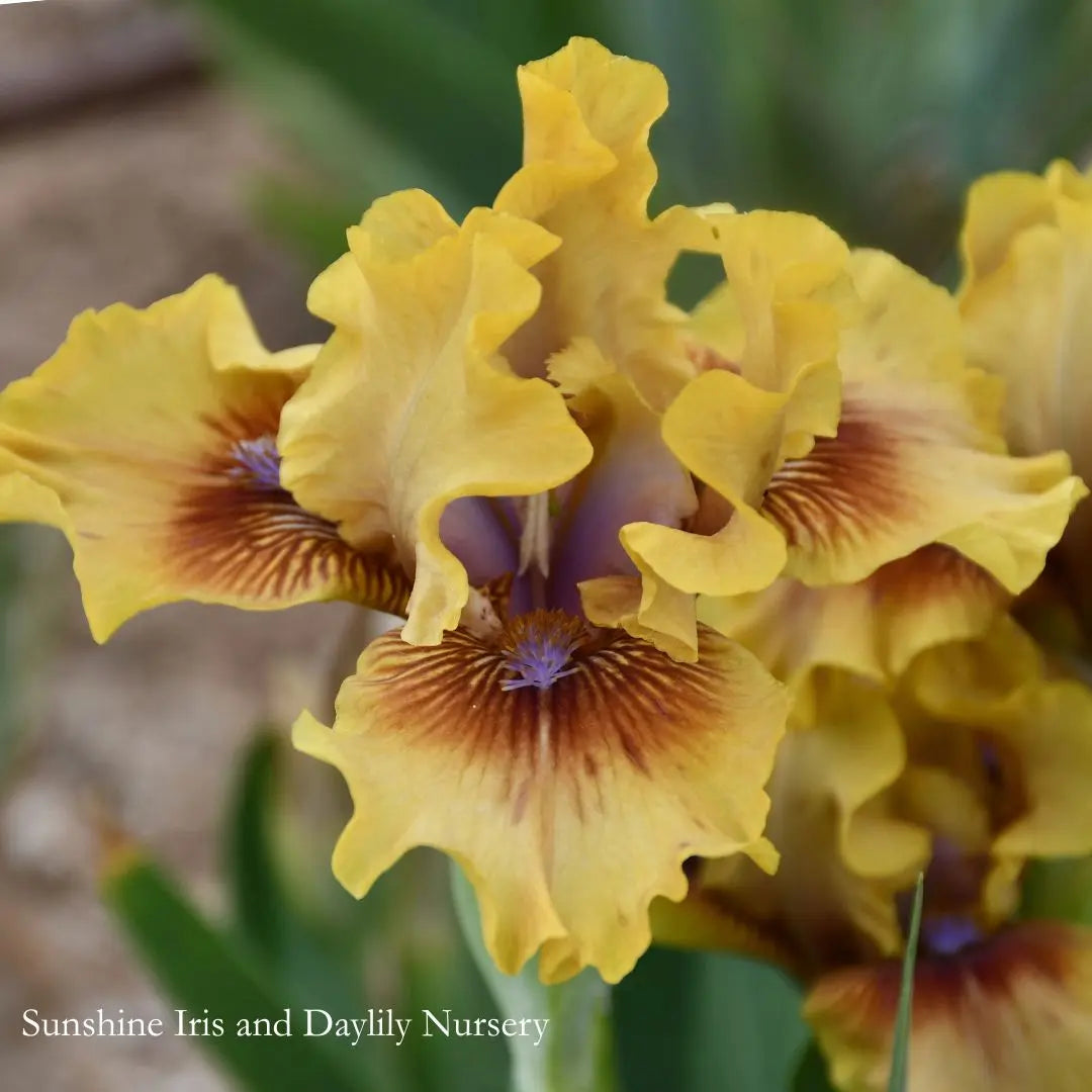 Jollience - Dwarf Bearded Iris Sunshine Iris Nursery
