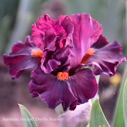 Jump Start - Intermediate Bearded Iris