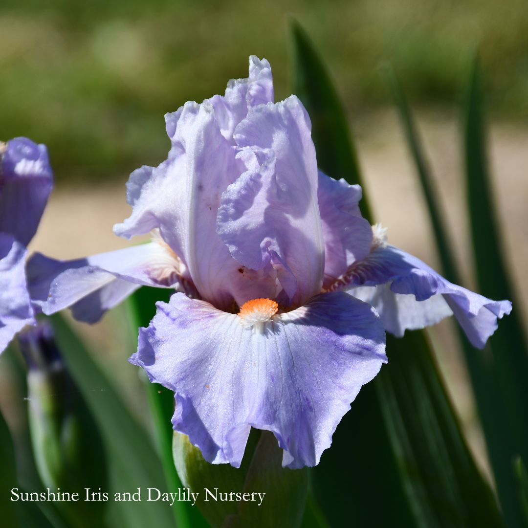 Lissom - Intermediate Bearded Iris Sunshine Iris Nursery