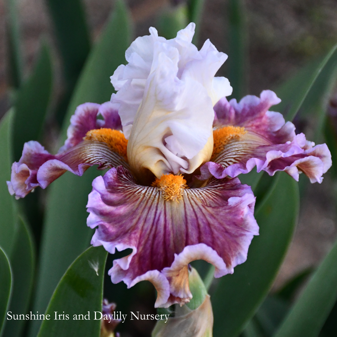 Listen to Your Heart - Tall Bearded Iris