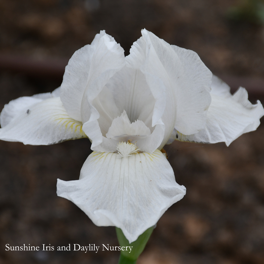 Low Ho Silver - Intermediate Bearded Iris