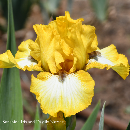 Local Hero - Intermediate Bearded Iris