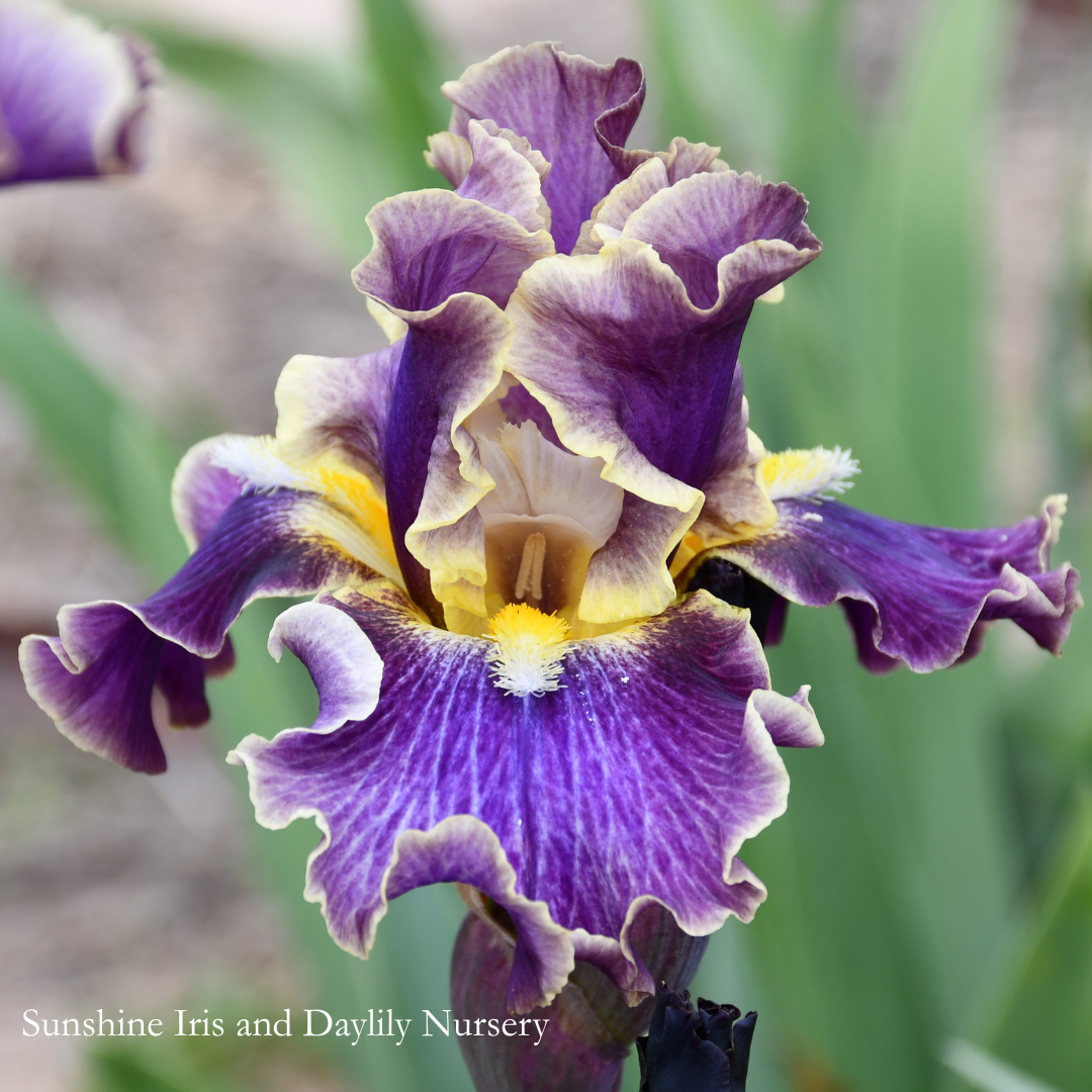 Luminate - Tall Bearded Iris