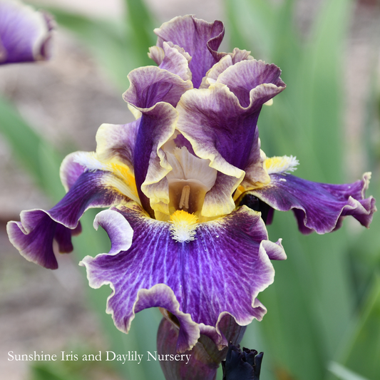 Luminate - Tall Bearded Iris