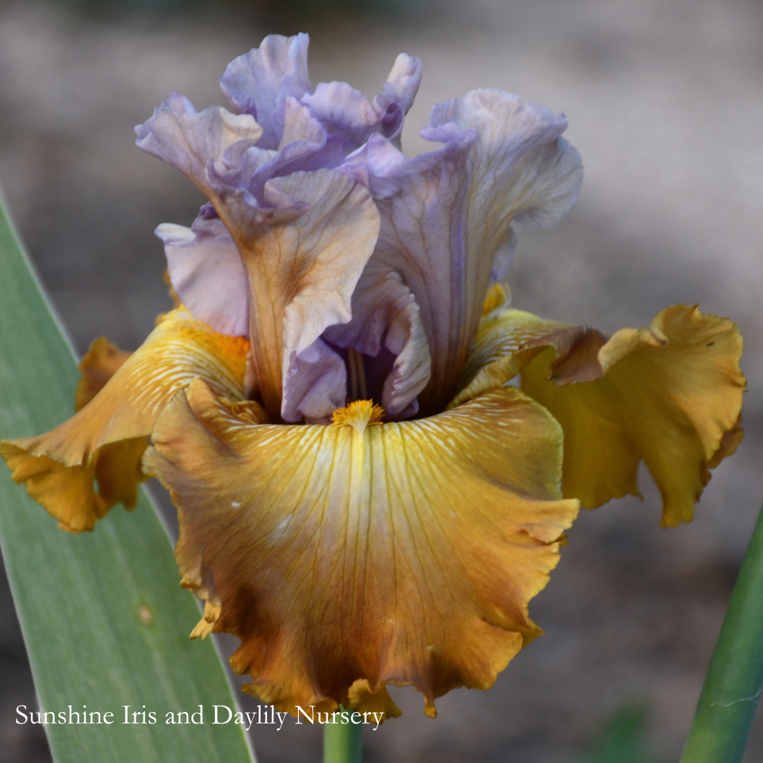 Mad About Madeline - Tall Bearded Iris