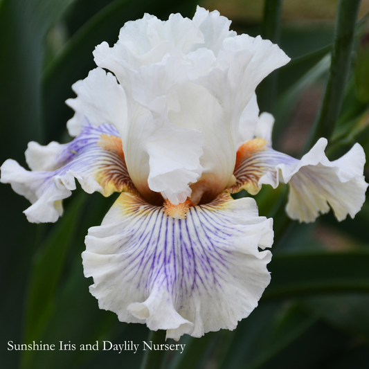 Magic Madness - Tall Bearded Iris