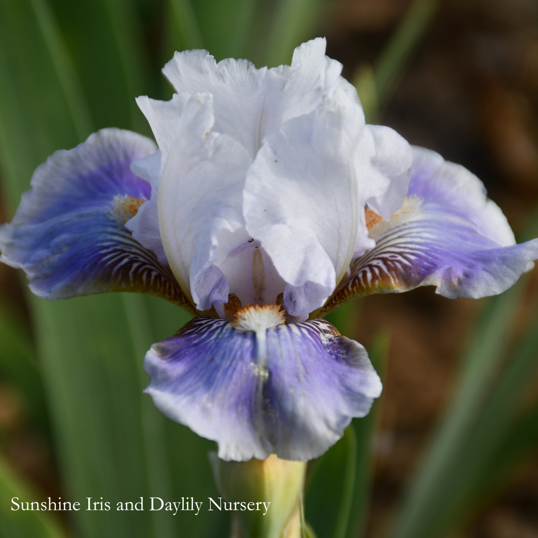 Magic Child - Intermediate Bearded Iris