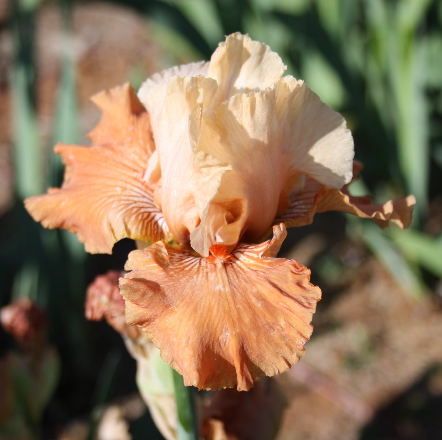 Mandarin Morning - Tall Bearded Iris