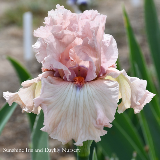 Marital Bliss - Tall Bearded Iris