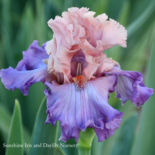 Marrying Kind - Tall Bearded Iris