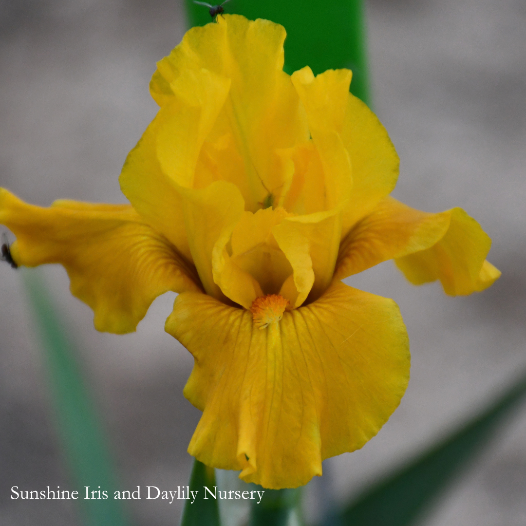 Midas Plush - Intermediate Bearded Iris