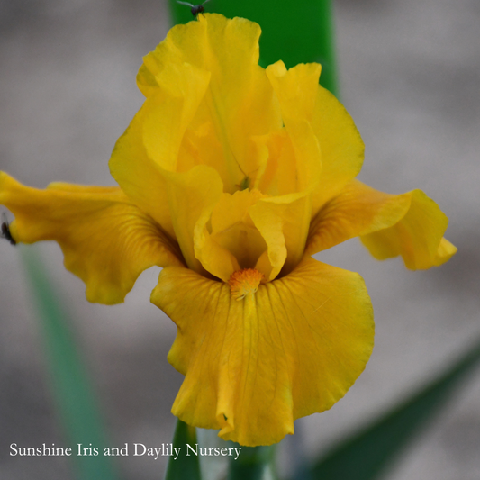 Midas Plush - Intermediate Bearded Iris