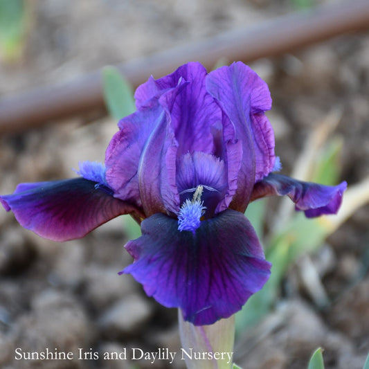 Moon Sundae - Dwarf Bearded Iris