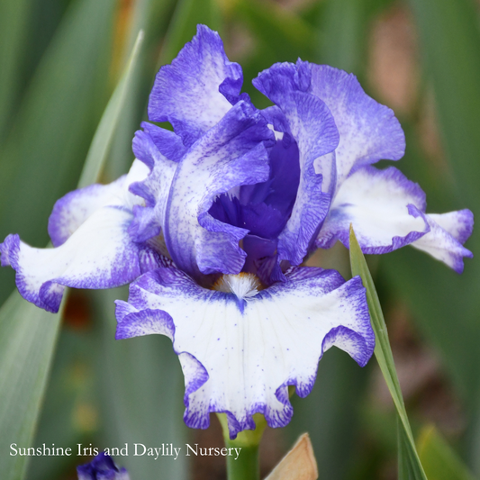 My Friend Joyce - Tall Bearded Iris
