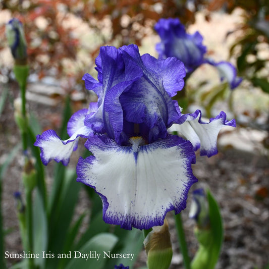My Friend Joyce - Tall Bearded Iris