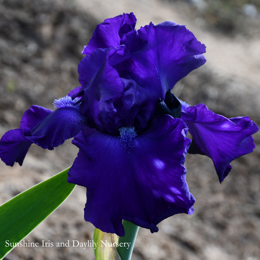 New Challenge - Tall Bearded Iris