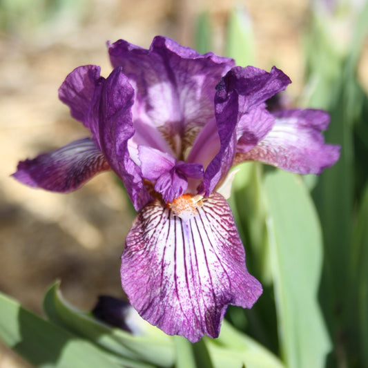 Nimble Toes - Dwarf Bearded Iris