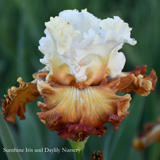 Noble Heritage - Tall Bearded Iris