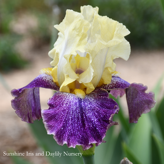 Noon Siesta - Tall Bearded Iris