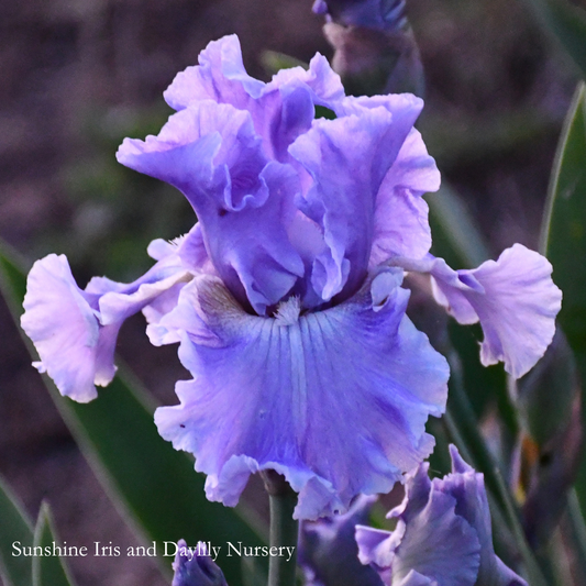 Nordic Lover - Tall Bearded Iris