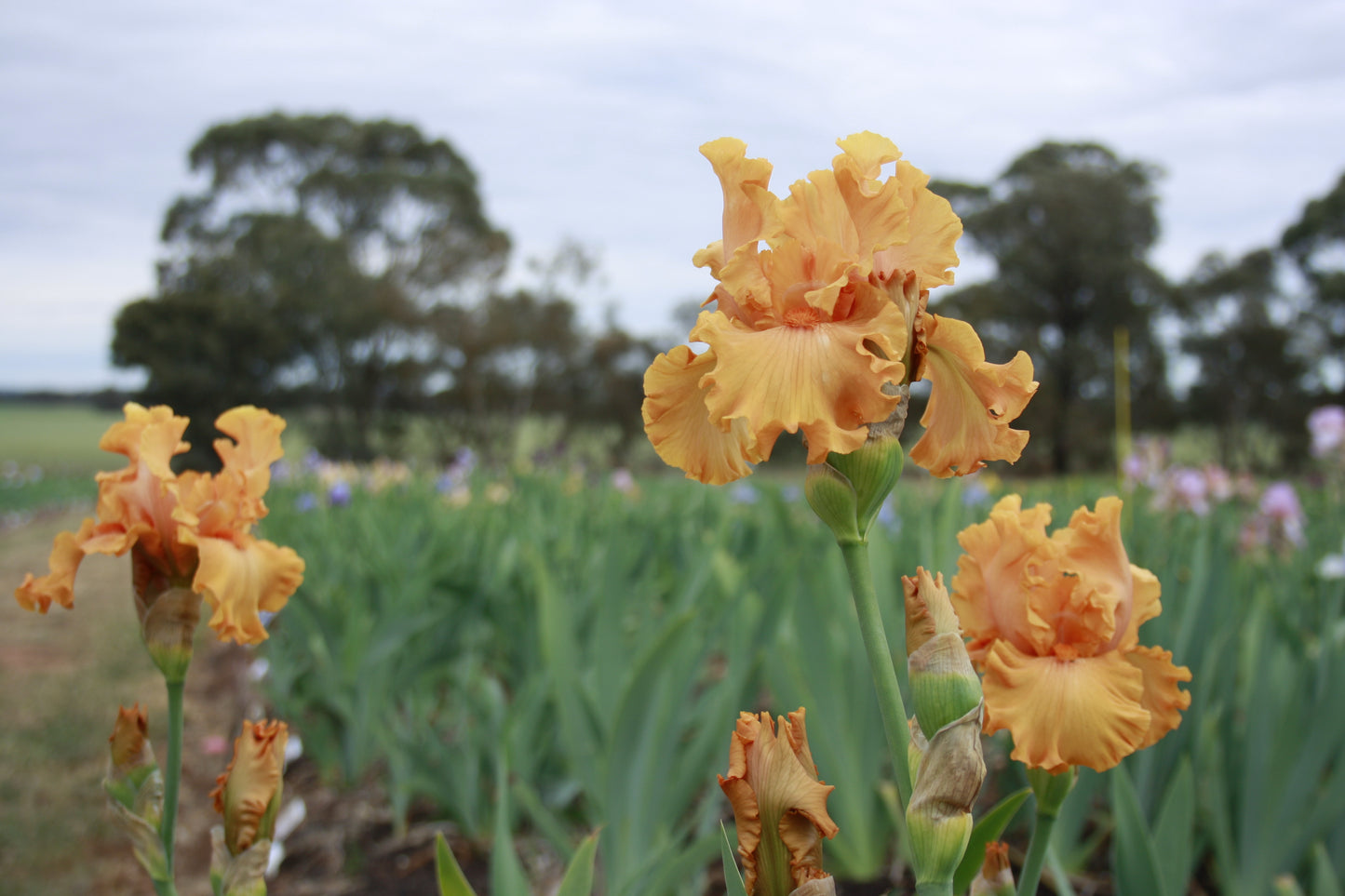 Oh James - Tall Bearded Iris