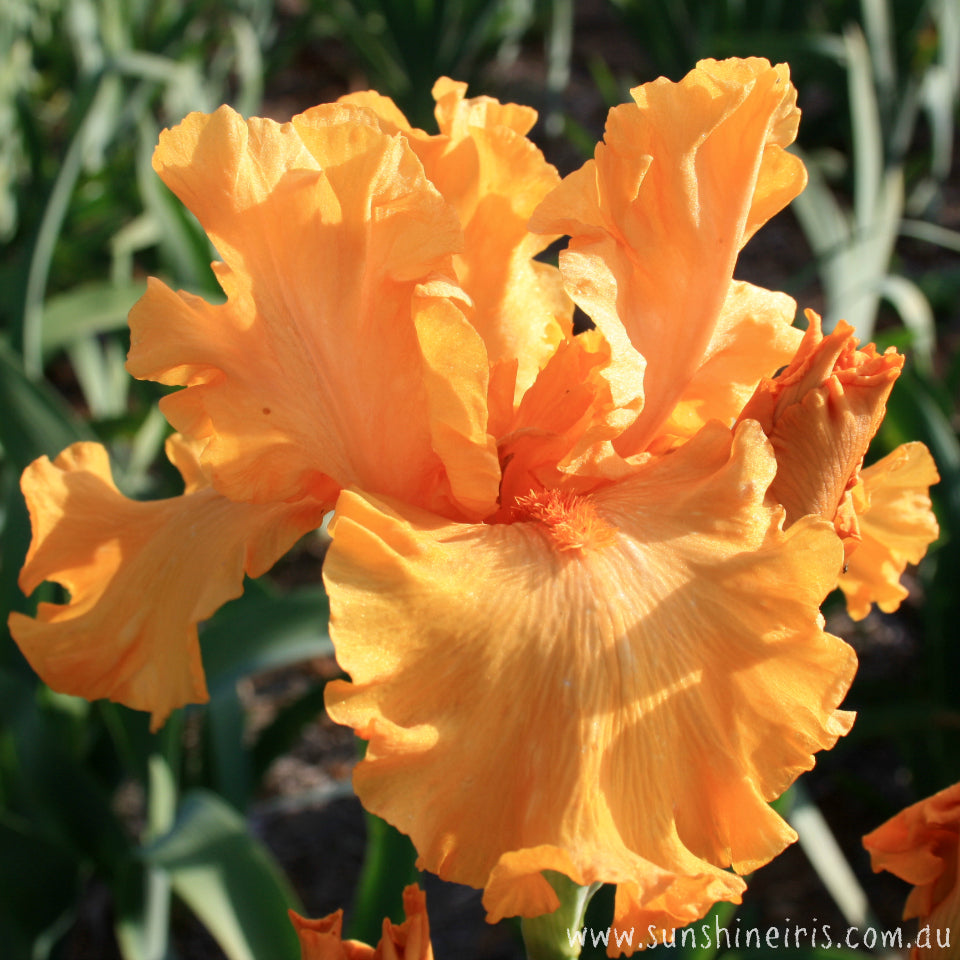 Oh James - Tall Bearded Iris