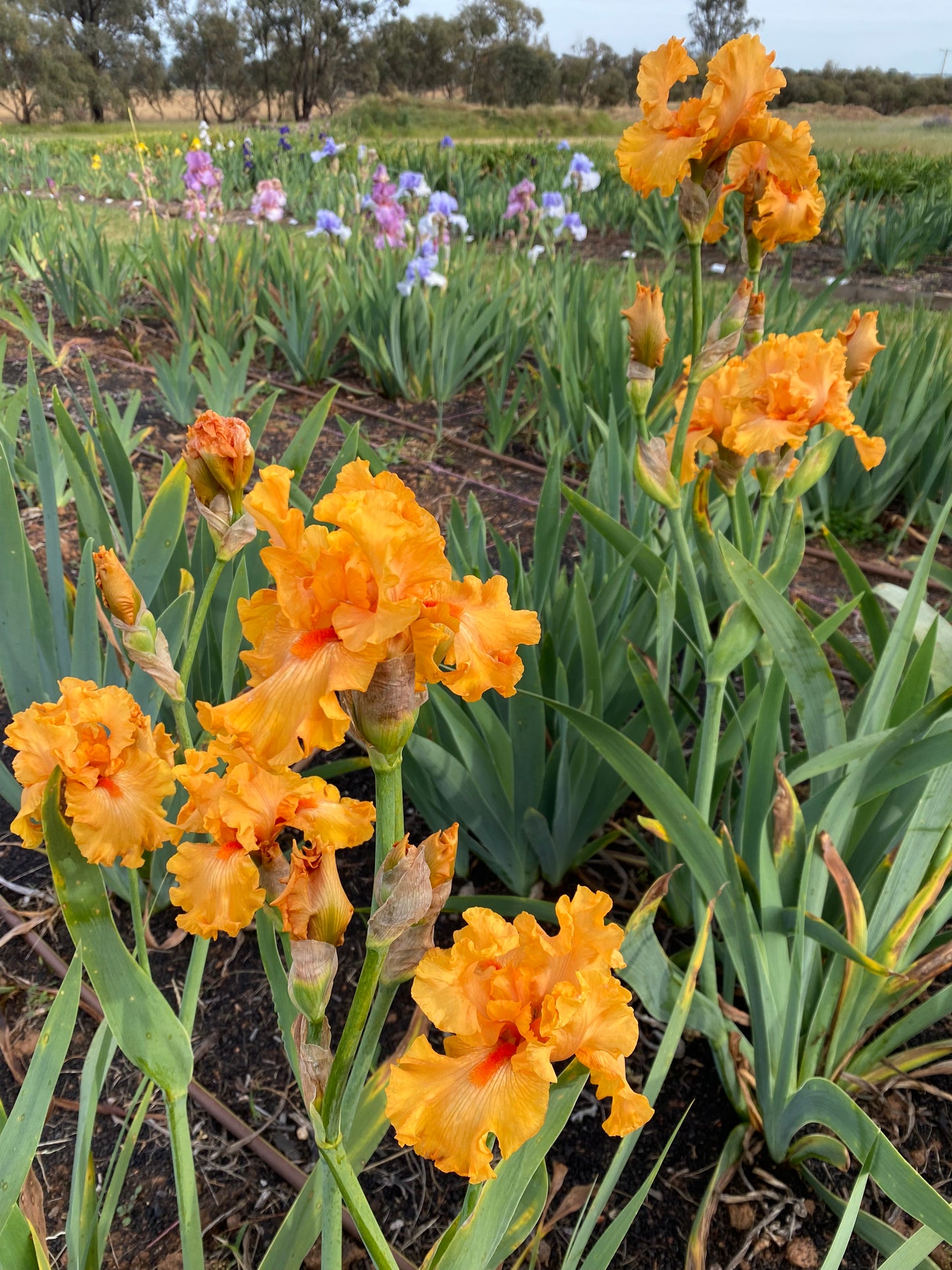 Oh James - Tall Bearded Iris