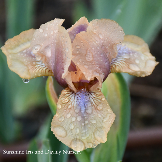 Oladi - Dwarf Bearded Iris