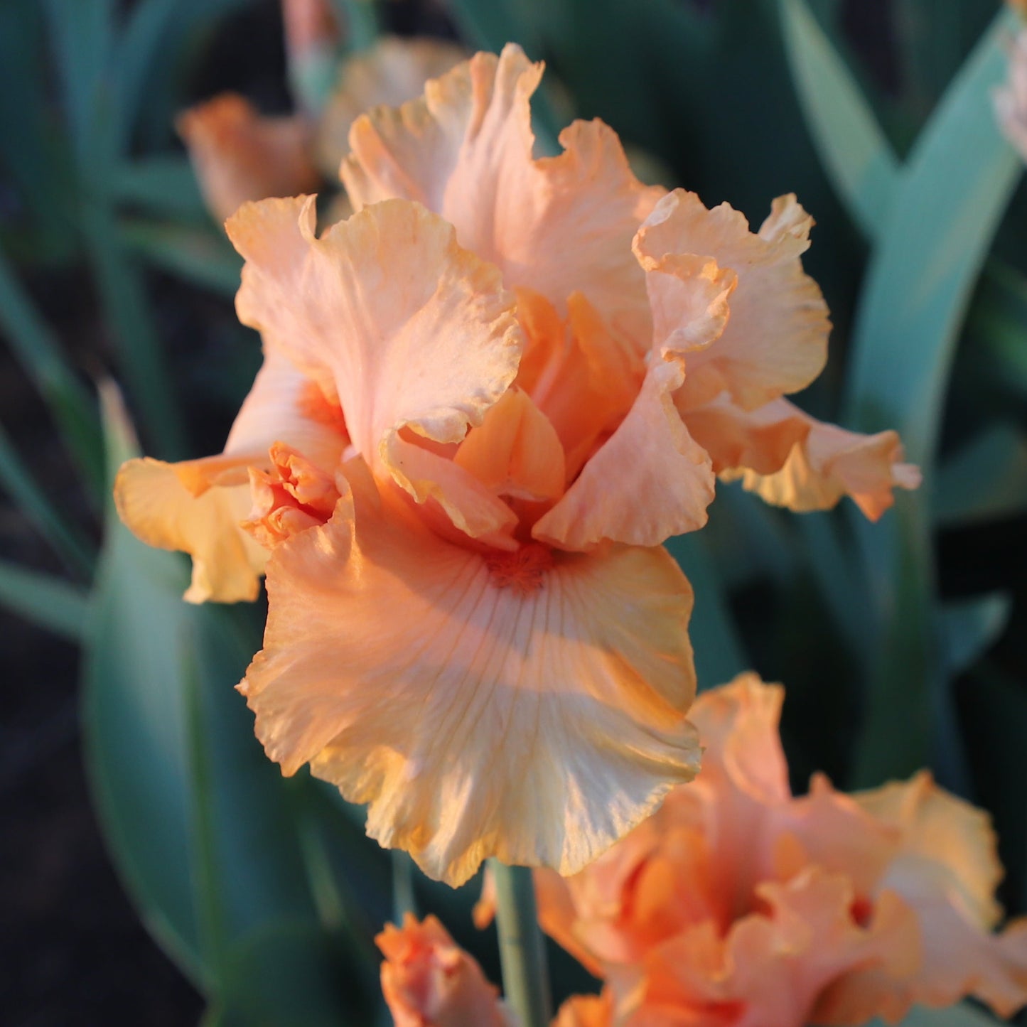 Orange Flirt - Tall Bearded Iris