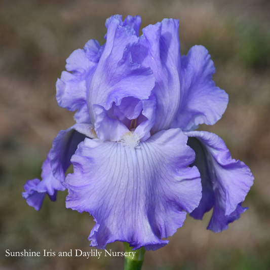 Orchidarium - Tall Bearded Iris
