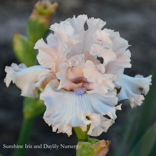 Otherside of Heaven - Tall Bearded Iris