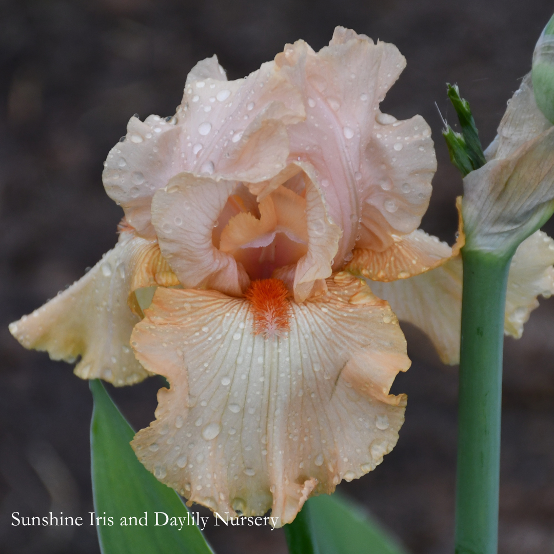 Pacific Peach - Tall Bearded Iris