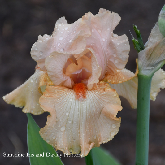 Pacific Peach - Tall Bearded Iris
