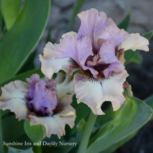 Palaver - Intermediate Bearded Iris Sunshine Iris Nursery