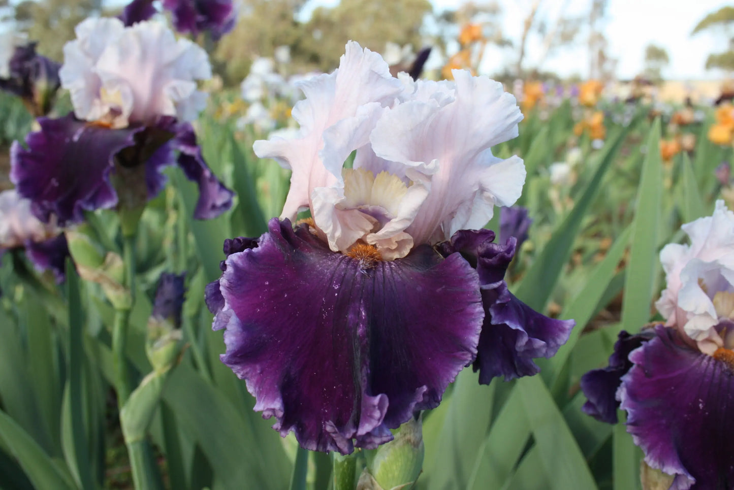 Paris Option Sunshine Iris Nursery